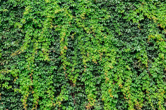 植物背景墻 地錦