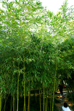 竹林 竹子