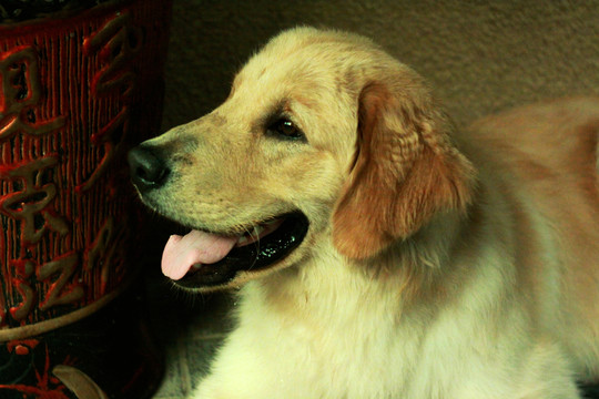金毛 金毛獵犬 寵物 獵犬 大