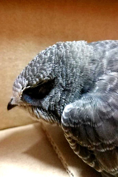 隼 鷹隼 鷹 幼鳥 幼隼 幼鷹