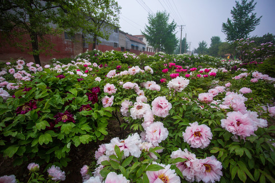 牡丹鮮花