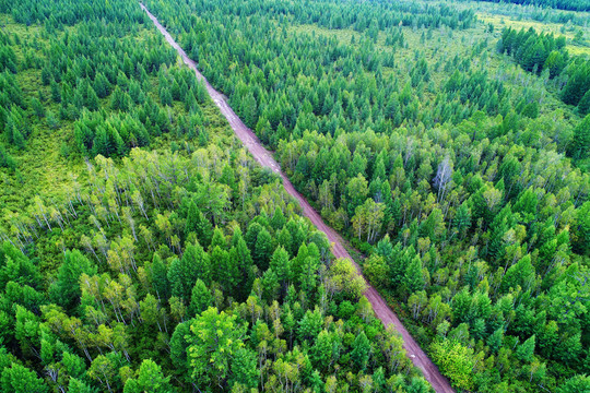 綠色林海中的山路