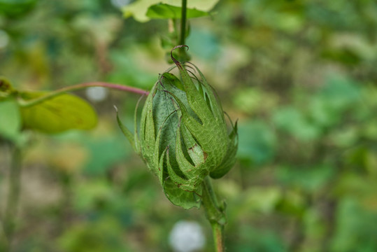 高清棉桃 棉花蕾
