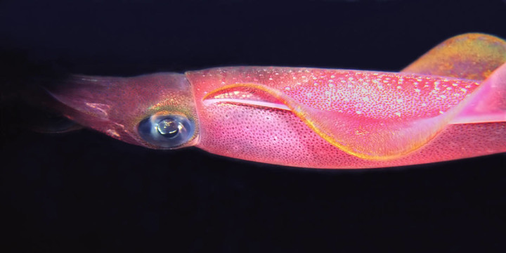 魷魚(yú)的眼睛