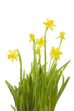 水仙花：水仙花