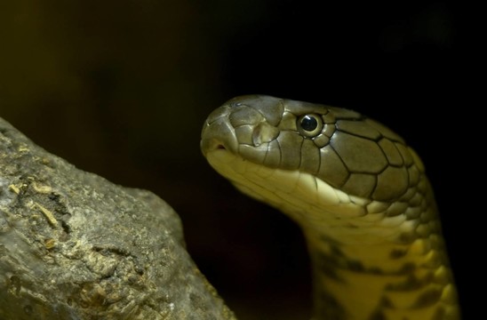 king cobra