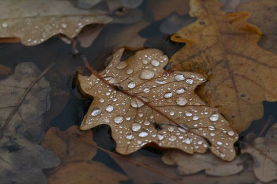 雨滴