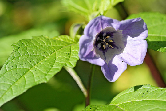 poisonberry，假酸漿