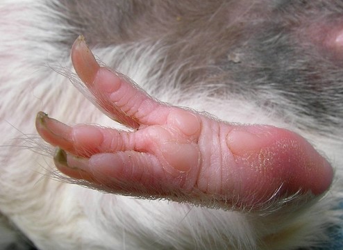 消失的動物