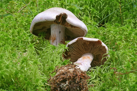 traganus Cortinarius