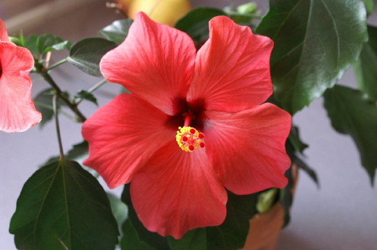 花卉