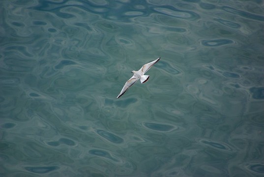 海洋之上的海鷗