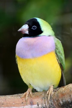 胡錦鳥
