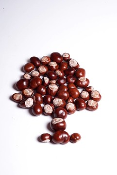 kastanienbaum