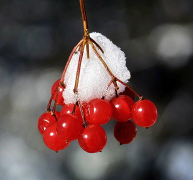 水滾雪球