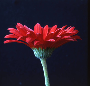 非洲菊