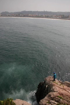 魚