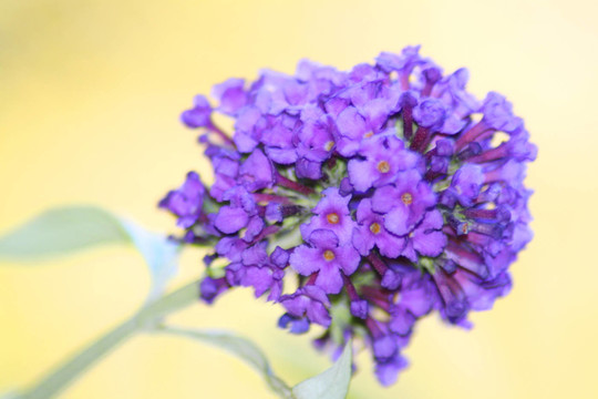 丁香花