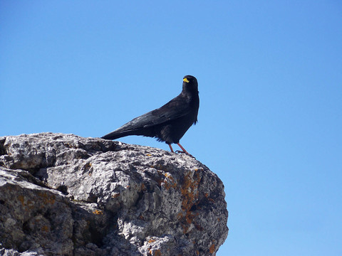 vogelfrei-1