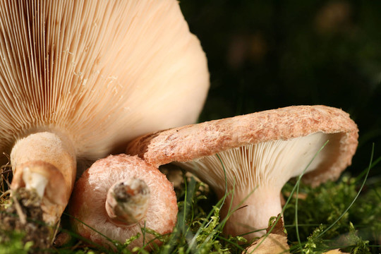 torminosus