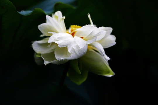 雨荷