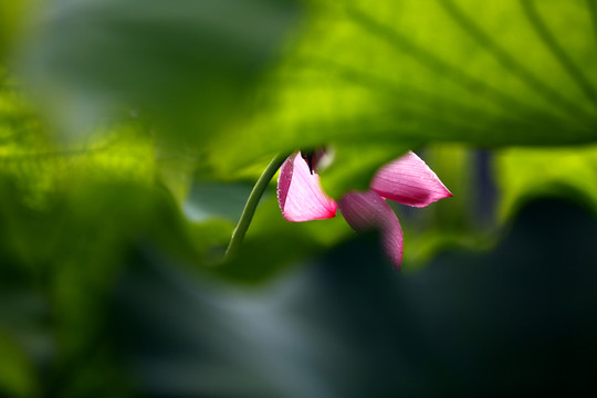 雨荷