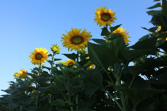 葵花開