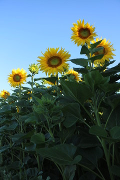 葵花開