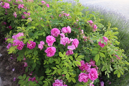玫瑰花