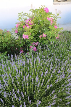 玫瑰花和薰衣草