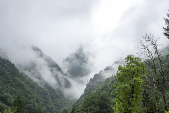 臥龍大熊貓基地