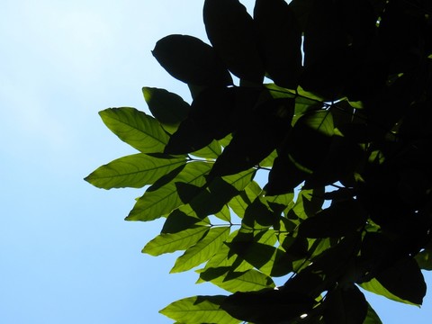 透光的樹(shù)葉