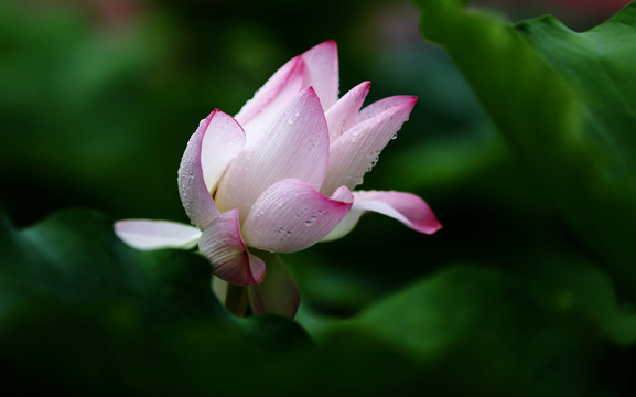 雨荷