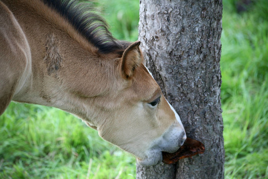 arab foal