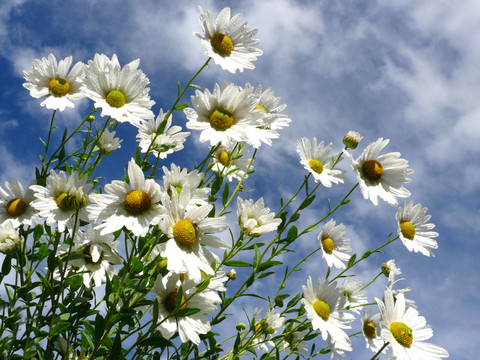 擁擠，leucanthemella serotina