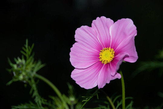 kosmee - wiesenblume 2