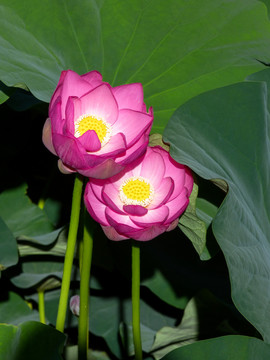 雙生花