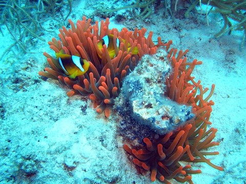 紅海的小丑魚