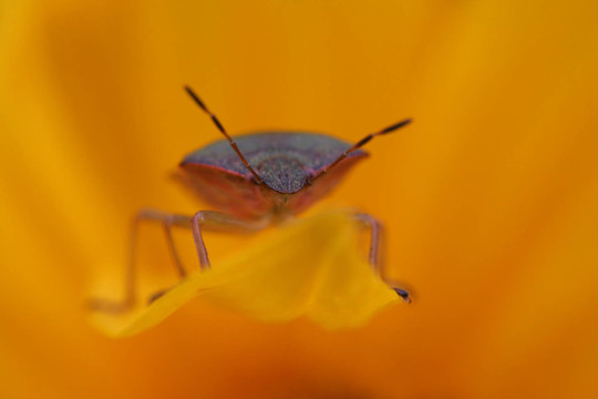 藏身處