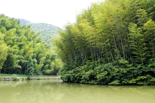 山水風(fēng)景竹海