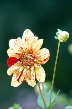 dahlienblüTE