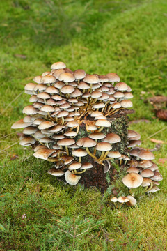 Hypholoma fasciculare