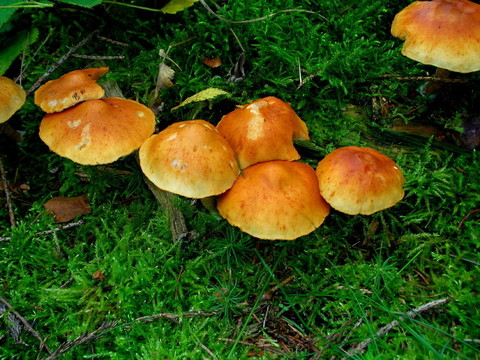 苔蘚