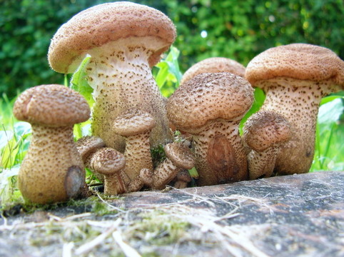 蜜環(huán)菌