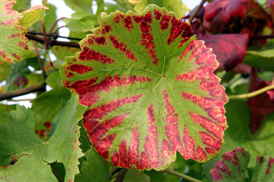 weinlaub