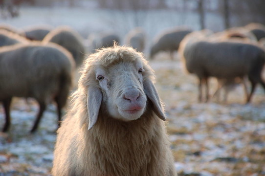 動物