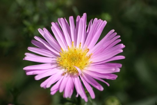 紫菀