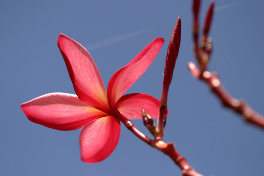 雞蛋花