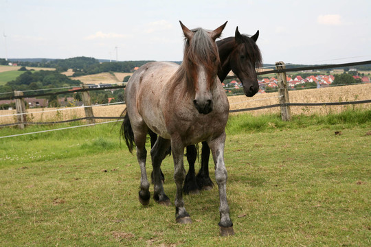 馬