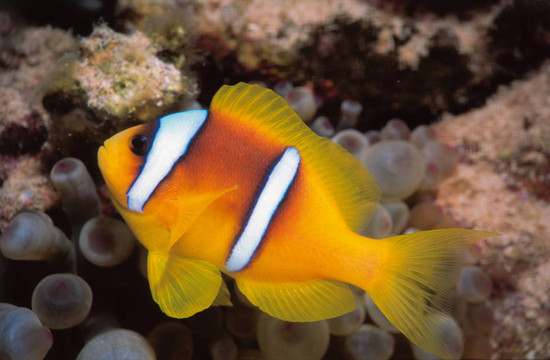 小丑魚